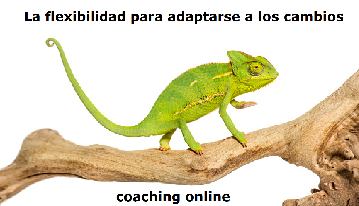 Adaptación y Flexibilidad: Aprendiendo del Camino